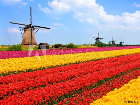 Picture of Vibrant tulips fields with windmills Netherlands